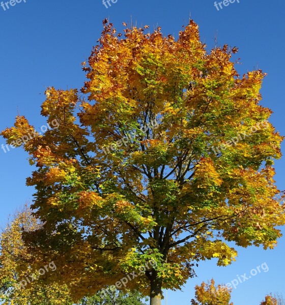 Autumn Leaves Colorful Fall Foliage Golden Autumn