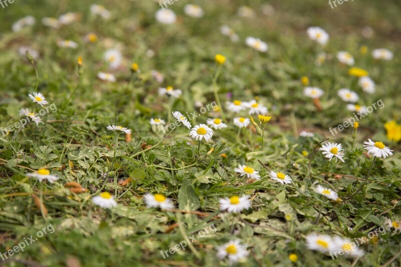 Flower Daisy Grass Garden Plant