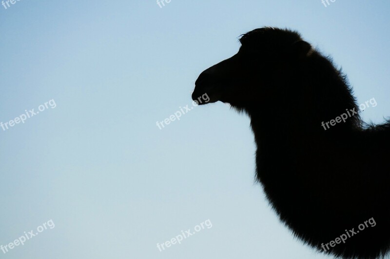 Camel Camelidae Desert Ship Paarhufer Animal