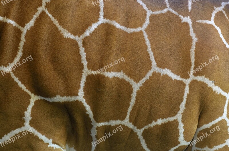 Giraffe Skin Giraffe Animal Pattern Skin