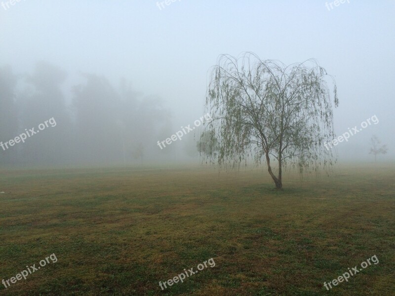 Kess Park Kentucky Mayfield Fog Willow