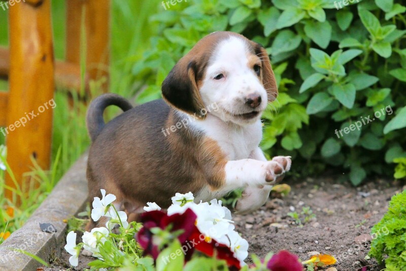 Puppy Deutsche Bracken Dog Beautiful Small Dog