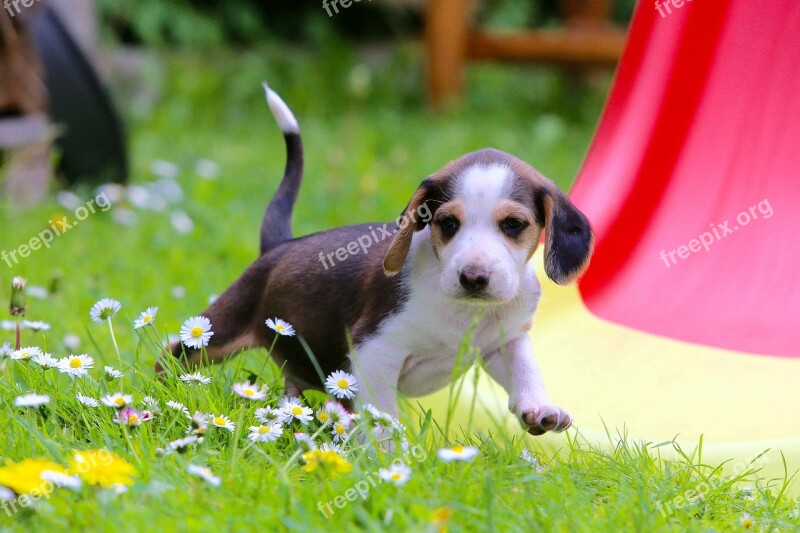 Puppy Deutsche Bracken Dog Beautiful Small Dog