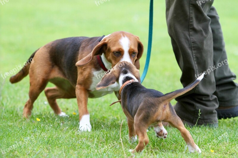 Puppy Deutsche Bracken Dog Beautiful Small Dog