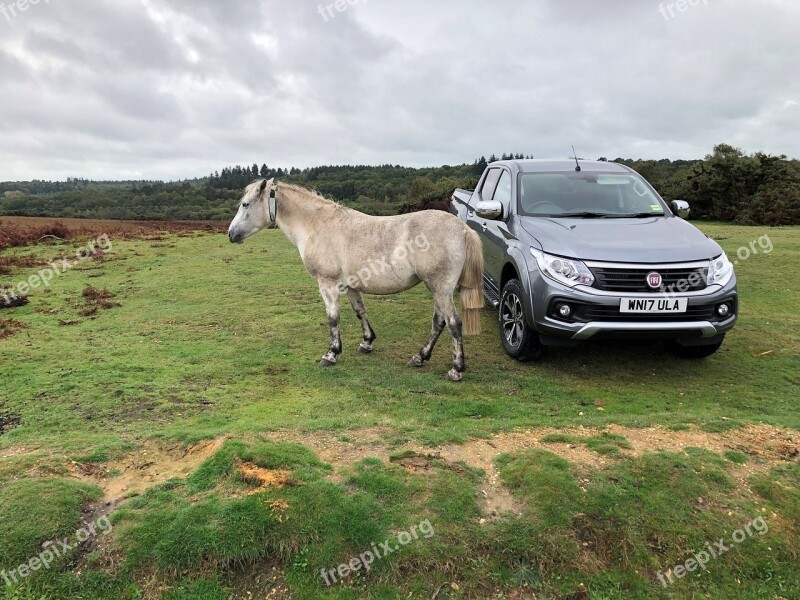 Horse Pickup Meadow Landscape England