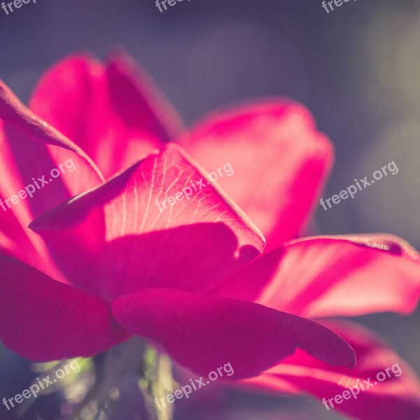 Beautiful Beautiful Flowers Flower Knockout Pink