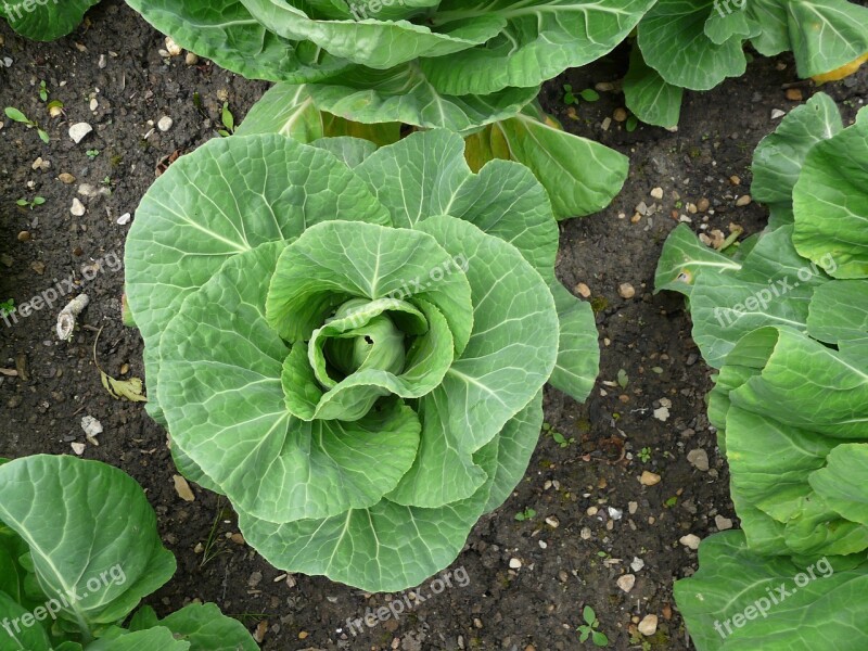 Cabbage Garden Veg Vegetable Food