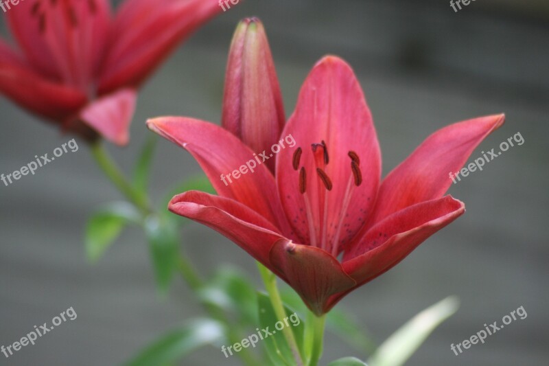 Day Lily Flower Lily Nature Summer