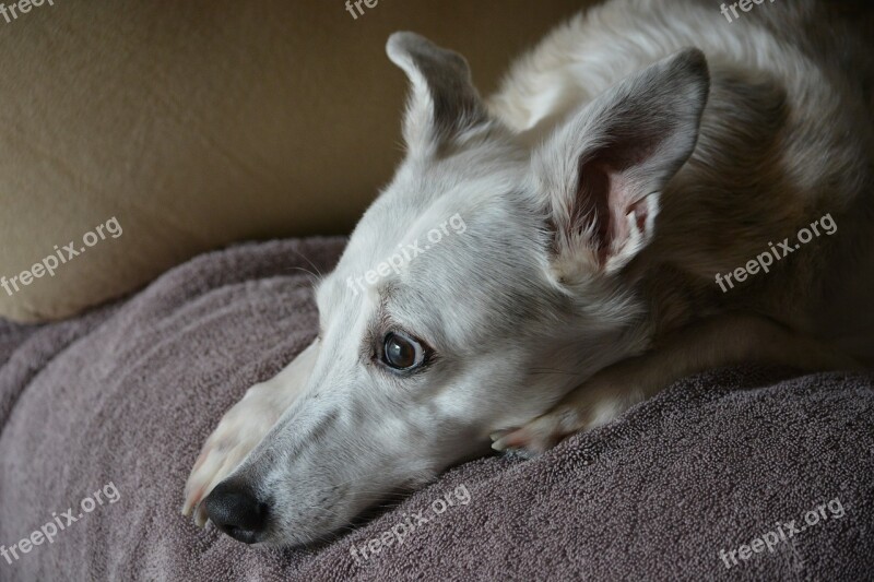 Whippet Dog Pet Animal Domestic