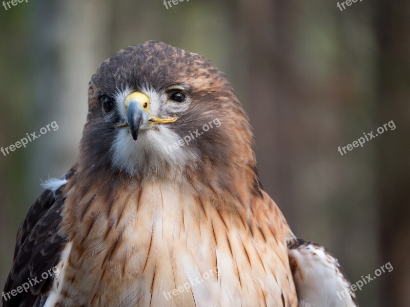 Golden Eagle Bird Golden Wildlife Nature