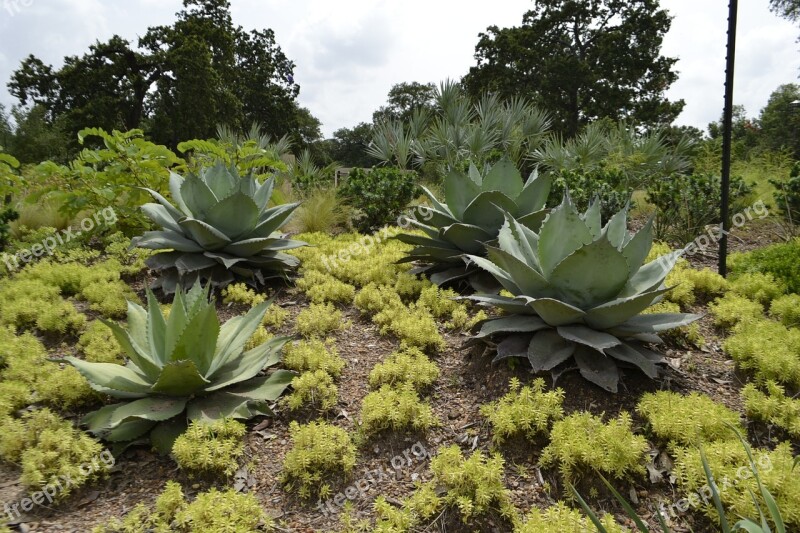 Cactus Plants Botanical Garden Houston Texas