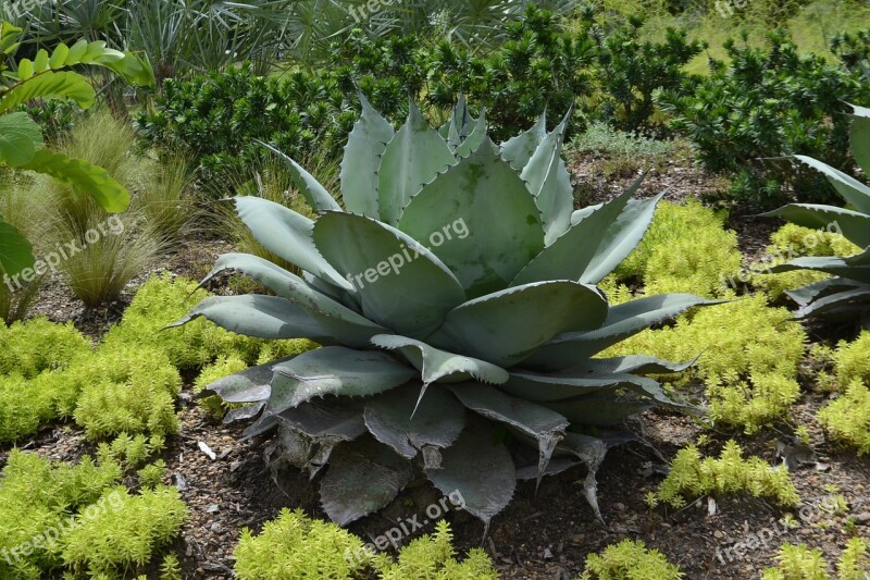 Cactus Plant Large Cactus Plant National