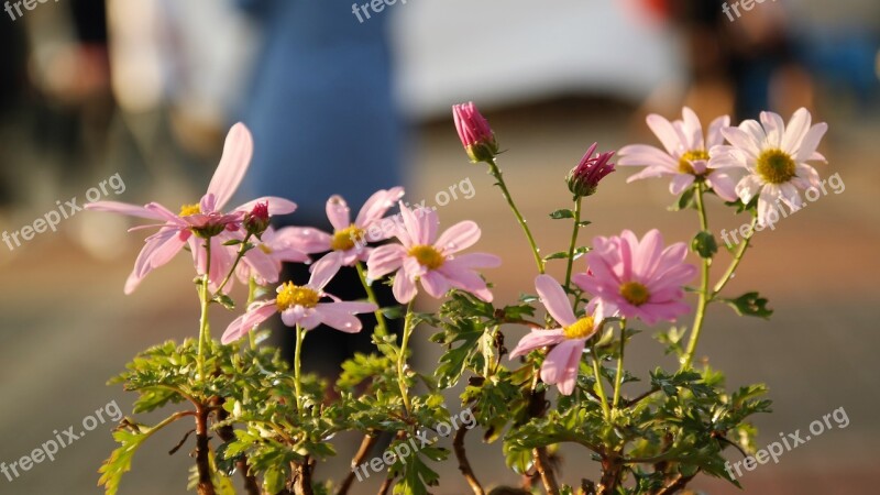 Flowers Out Of Focus Plants Free Photos