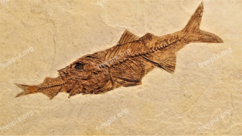 Fish Fossil Perch Rock Skeleton