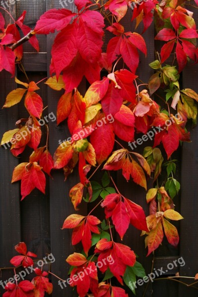 Autumn Fall Foliage Golden Autumn Leaves Colorful