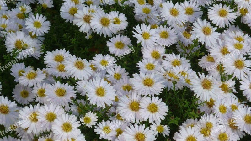 Mountain Aster Autumn Flower Small White Flowers