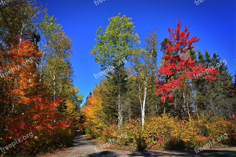 Fall Autumn Landscape Autumn Leaves Colors Foliage