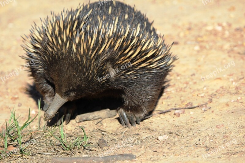 Echidna Australia Animal Marsupial Cute