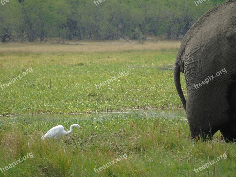 Elephant Egret Bum Swamp Animal