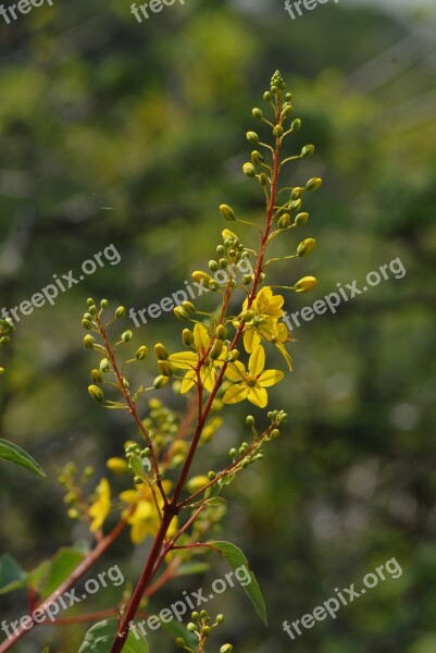 Yellow Flower Branch Wild Tlapa De Comonfort Gro