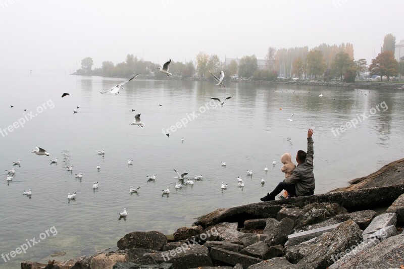 Lake Autumn Morning The Seagulls Father