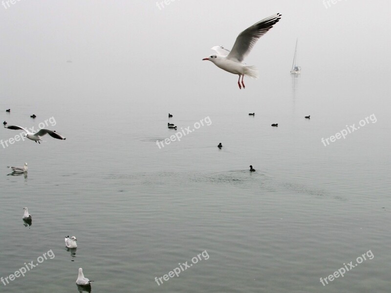 Sailboat Water Surface Landscape Autumn In The Morning