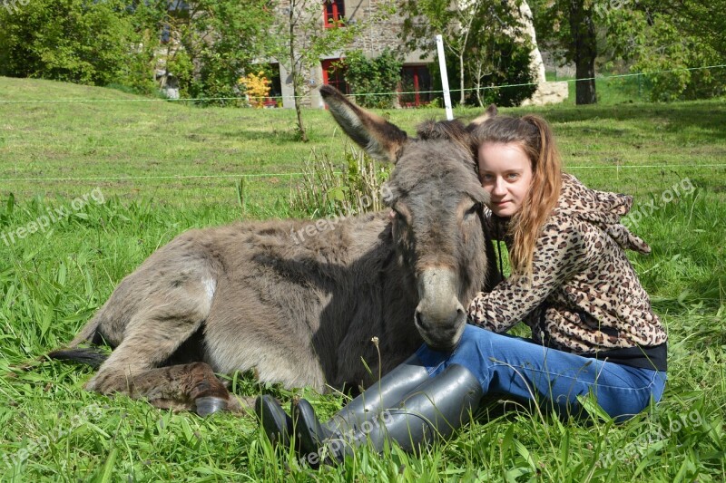 Girl Donkey Complicity Hug Tenderness