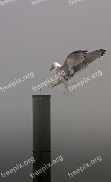 Seagull Gull Landing Fog Foggy