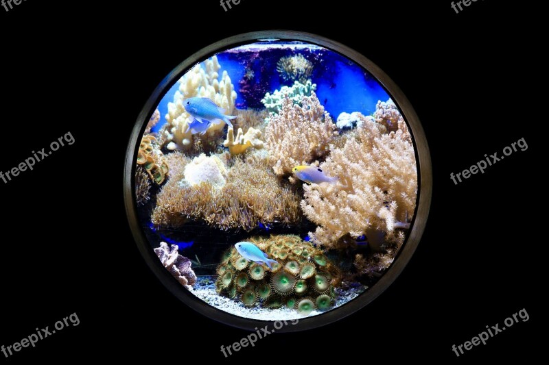 Fish Aquarium Night Porthole Coral Reef