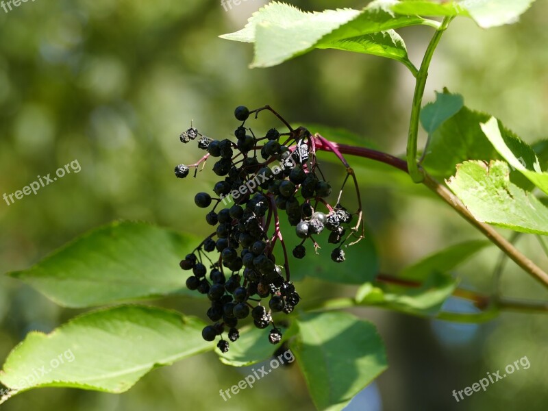 Elder čierná Fruits Autumn Nature