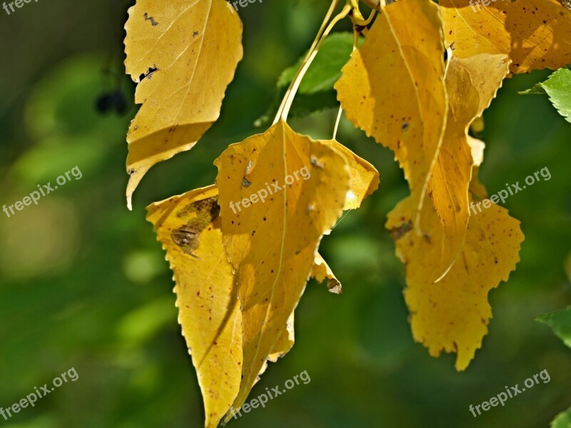 Foliage Yellow Indian Summer Poplar