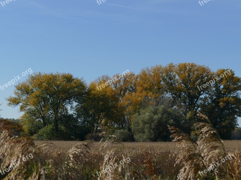 Trees Field Sky Nature Country