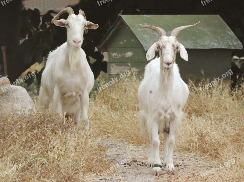 Sardinia Goats Nature Meadow Grass