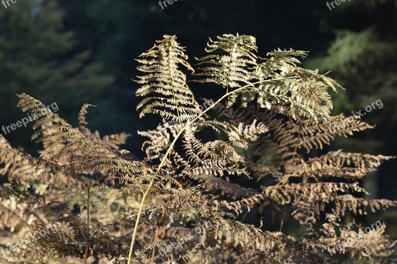 Fern Forest Plant Fern Plant Autumn