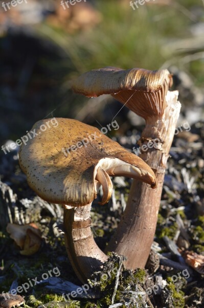 Mushrooms Forest Toxic Mushroom Picking Nature