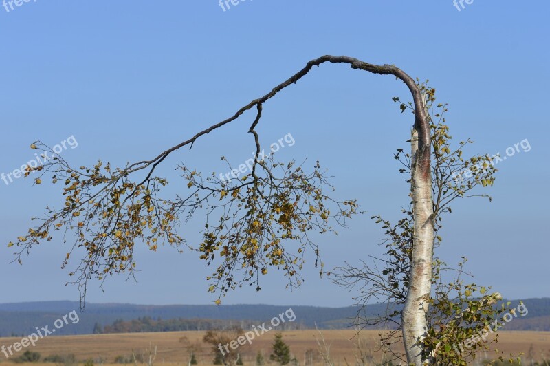 Birch Tree Nature Landscape Branches