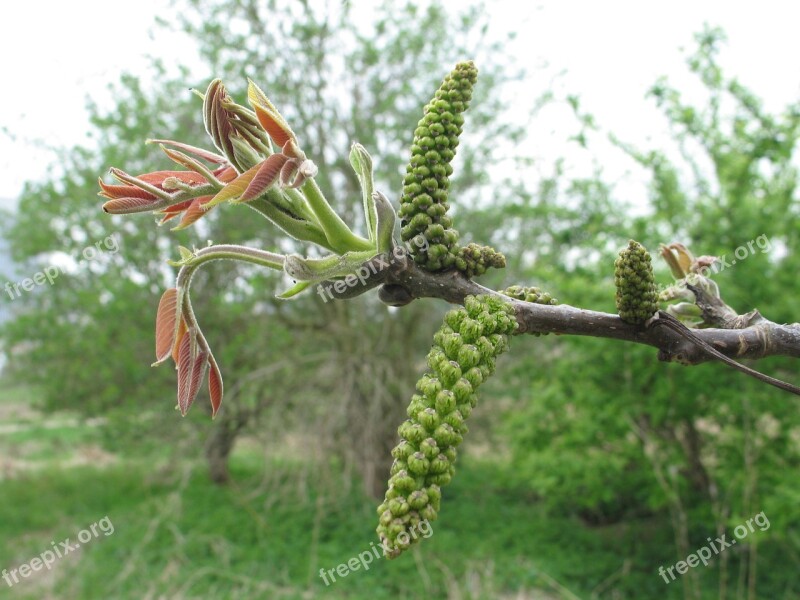 Walnut Tree Juglans Regia Infructescence Real Walnut Male Walnut Flower