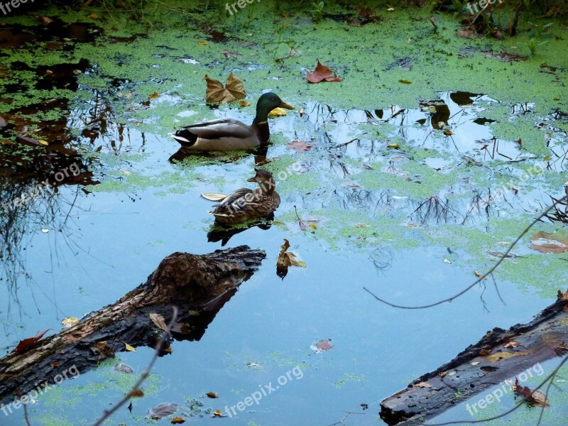 Mallard Duck Duckweed Lemnoideae Water