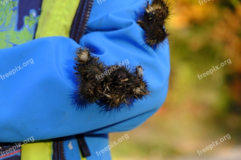 Burdock Plant Nature Baste Liable