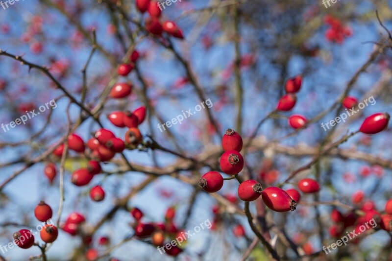 Rose Hip Haegen Heép Hiffen Hiften