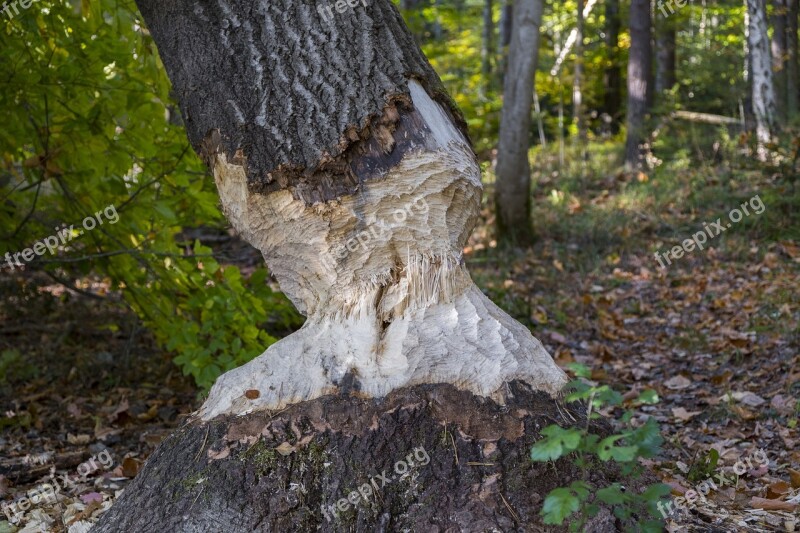 Tree Log Bieber Gnaw Nager