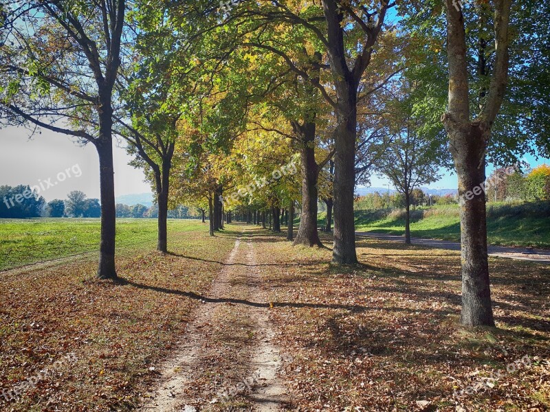 Trees Avenue Away Nature Leisure