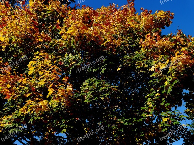 Autumn Tree Sun Golden Leaves