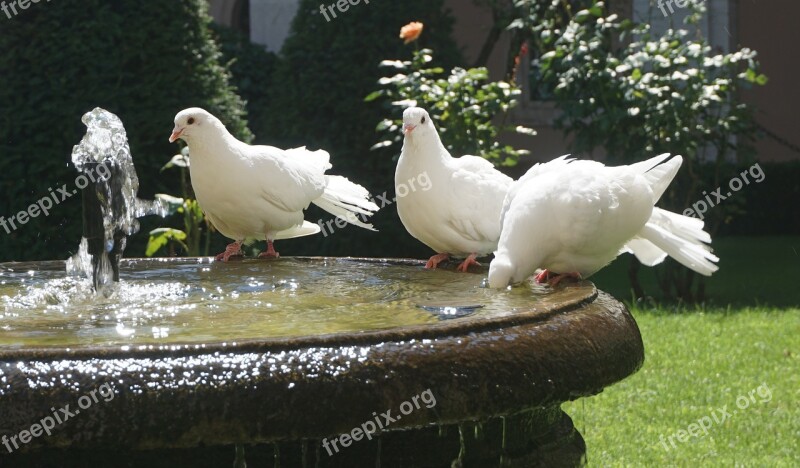 Doves Fontana Dove Water Free Photos