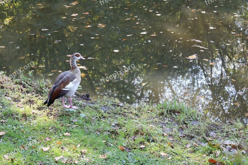 Nilgans Alopochen Egypt Duck Bird Bremen City Park