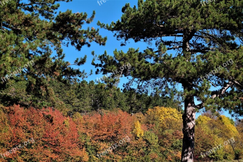 Trees Autumn Fall Foliage Fall Color Colorful