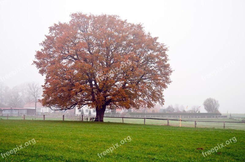 Golden Autumn Mood Fall Color Landscape Trees