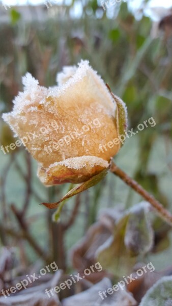 Hoarfrost Winter Frost Free Photos