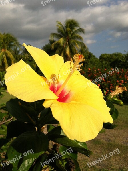 Yellow Hibiscus Flower Blossom Garden