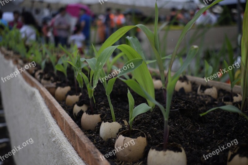 Plants Planting Green First Leaves Agriculture